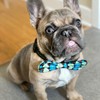 Huxley & Kent Bow Tie for Pets | Teal Argyle
