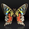 Anima Madagascan Sunset Moth Enamel Pin - Butterfly/Inse