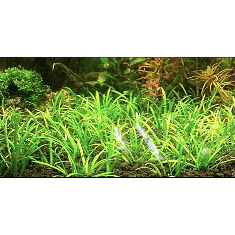 15x Dwarf Sagittaria Subulata Dwarf Sag Easy Live Aquarium Plants