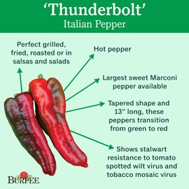 Burpee Thunderbolt' Hybrid Sweet Italian Roasting Pepper, 20 seeds