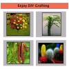generic . Herramientas Poda De Injerto Jardin Para Árboles Frutales