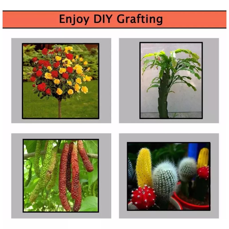 generic . Herramientas Poda De Injerto Jardin Para Árboles Frutales