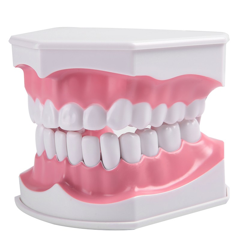 Adult Dental Teeth Model and Toothbrush with Removable High Grade
