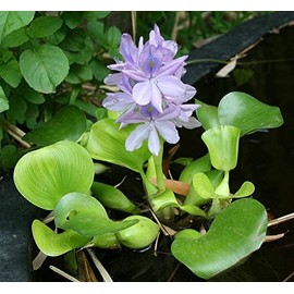 Floating Flowering Plant – Live Aquatic Plants for Ponds & Aquariums (1 Common Water Hyacinth (Eichhornia crassipes), 1, Count)