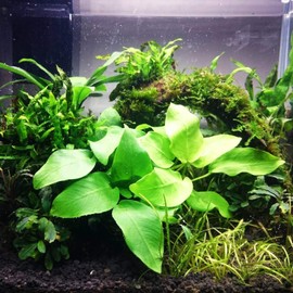 Potted Anubias Golden Aquarium Plant