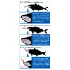 arukazik Japan (arukazikkuzyapan) AR. Head Jack Upper 0.8 G # 8 