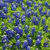 David's Garden Seeds Flower Native Texas Bluebonnet 100 Non-GMO, Heirloom
