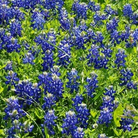 David's Garden Seeds Flower Native Texas Bluebonnet 100 Non-GMO, Heirloom Seeds