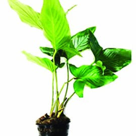 (Mature Potted) 12+ Inch Anubias Heterophylla Freshwater Live Aquarium Plants Loose | Potted | Mature Potted by Mainam