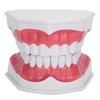 Dental Teaching Teeth Model 2X Magnifying Teeth Model Dentist Teaching