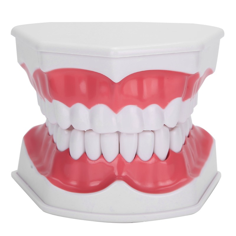 Dental Teaching Teeth Model 2X Magnifying Teeth Model Dentist Teaching