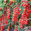 CEMEHA SEEDS - Vine Red Tomato Indeterminate Non GMO Vegetable