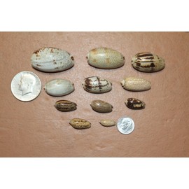 4 Pounds of Natural Mixed Olive Seashells, Decorative Craft Shells, Beach Art, Sailors Valentine, SS-156