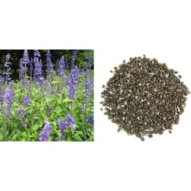 Chia Salvia Hispanica 2000+ Seeds for Sowing Organic