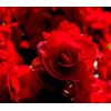 Roseform Red Begonia Flower Bulbs for Spring Planting, Shade Garden