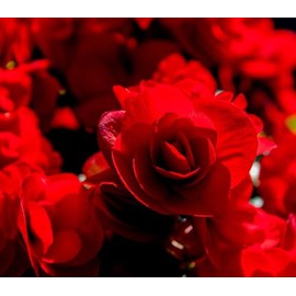 Roseform Red Begonia Flower Bulbs for Spring Planting, Shade Garden Container Hanging Basket (4)
