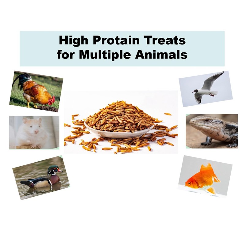 Qinyurj Dried Black Soldier Fly Larvae, High Protein Chicken Treats,5LB