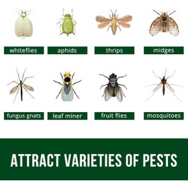 Garsum Fruit Fly Sticky Trap for Indoor and Outdoor, 36 Pack Fungus Gnat Killer for Houseplant,Mosquitos, Flying Insect, White Flies