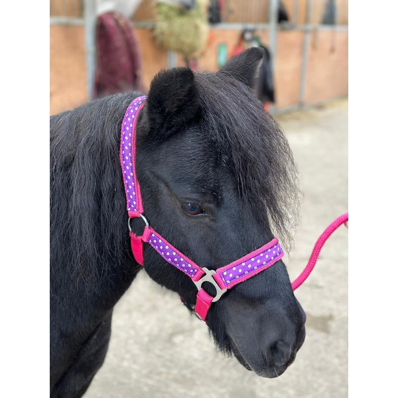 POLKA DOT HEADCOLLAR WITH LEAD ROPE FULL-MINI SHETLAND (Raspberry, Pony)