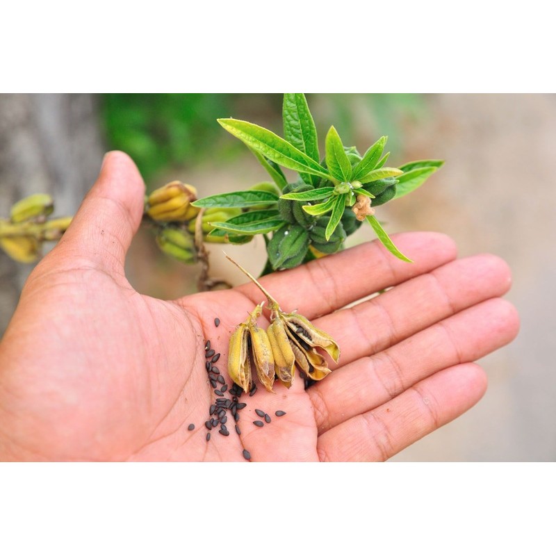 Organic Black Sesame Seeds (Raw, Unhulled, Non-GMO, Kosher, Vegan, Bulk,