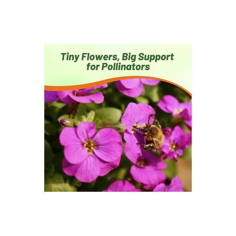 Outsidepride Cascade Mix Aubrieta Rock Cress Seeds - 2000 Pcs