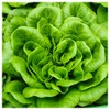 Everwilde Farms - 1/4 Lb Bibb Lettuce Lettuce Seeds -