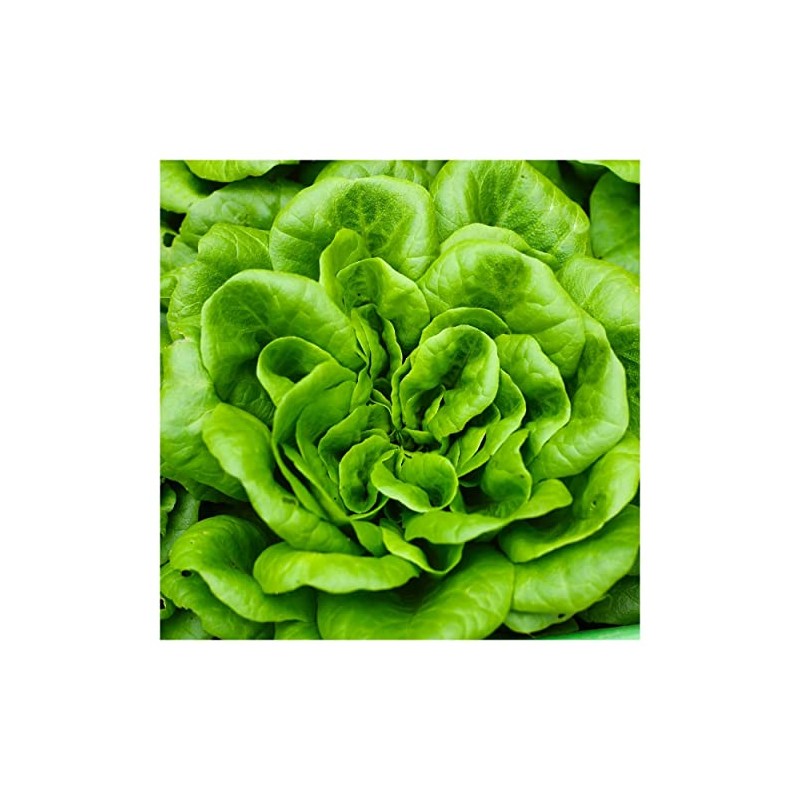 Everwilde Farms - 1/4 Lb Bibb Lettuce Lettuce Seeds -