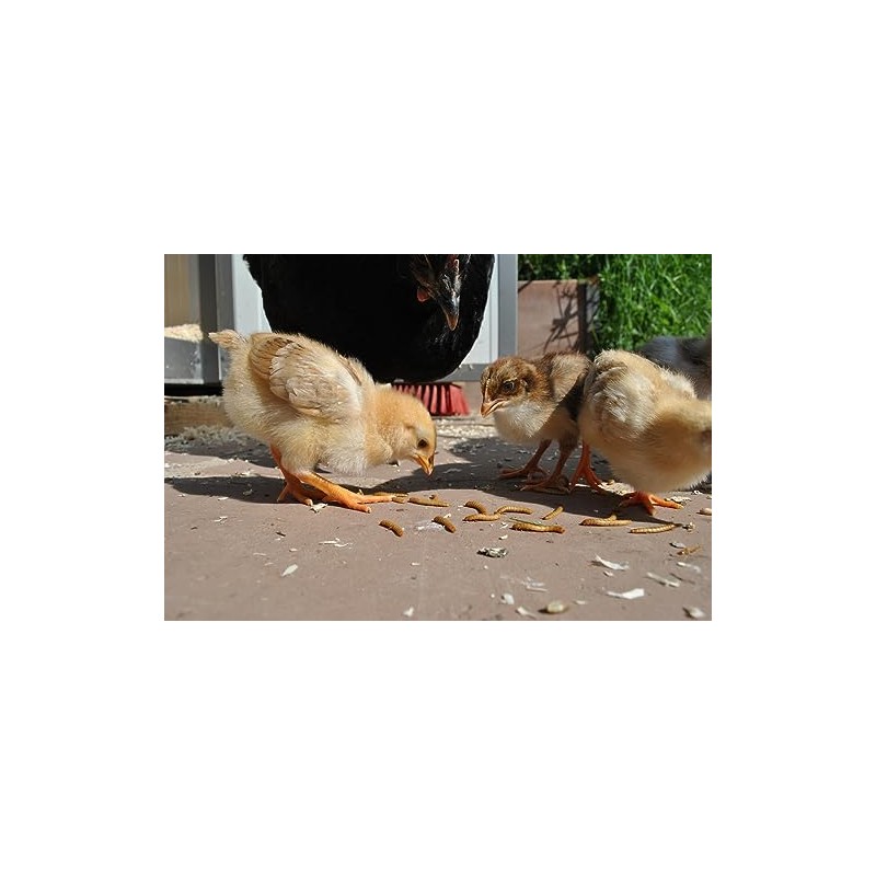 Backyard Seeds Dried Mealworms 12 Ounces