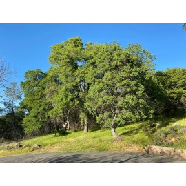 Unbranded Lot of (12) 2022 Blue Oak Acorns from Sierra Foothills CA (Quercus-dougl