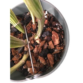 Orchid Nerd Galvanized Rhizome Clip for Plastic Pot (5 Inch 10 PK) Orchid Clips