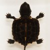 Striped Neck Turtle Acrylic Display Small