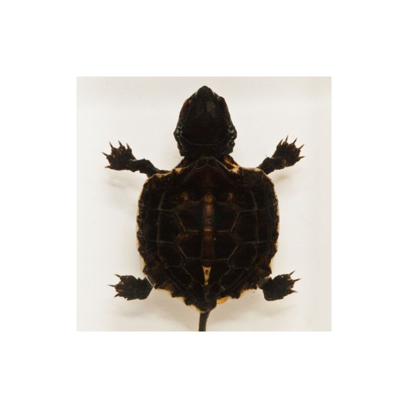 Striped Neck Turtle Acrylic Display Small
