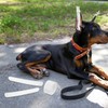POPETPOP 10 pcs Doberman Dog Ear Posting Kit, Dog Ear