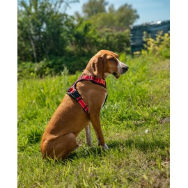 lionto Padded Dog Harness Made of Soft Nylon, Size M, Reflective Anti-Pull Harness for Dogs with 2 Rings and 4 Adjustment Straps, Two Click Fasteners & Rubberised Handle on the Back, Red