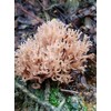 Coral Tooth Mushroom Growing Habitat Log Kit - 100% Organic,