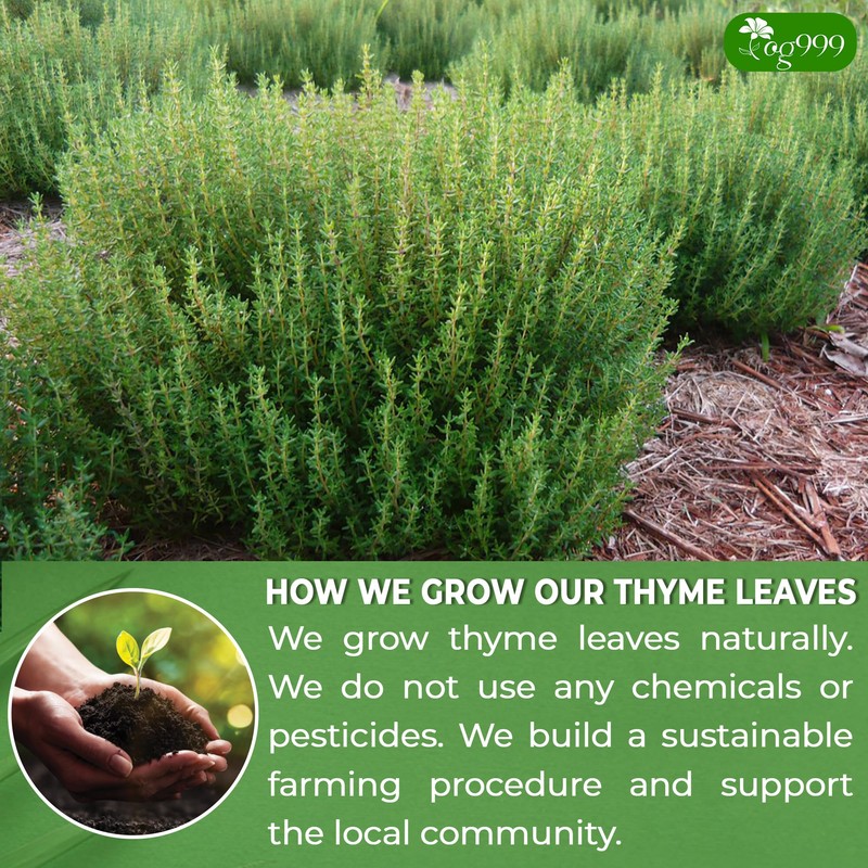 TOG999, Premium 40 Thyme Leaf Tea Bags, 100% Natural &