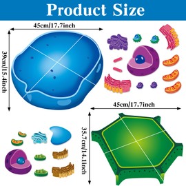 Magnetic Animal and Plant Cell Model Clearly Magnets Anatomy Science Models Educational Science Kits Back to School Biology Classroom Decor for Lab Decorations Teacher Must Haves Learning Teaching Aid