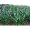 Classy Groundcovers, Lily Turf 'Big Blue', Lilyturf, Border Grass, Monkey