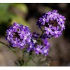 Prairie Verbena seeds (Glandularia bipinnatifida) -50 seeds-