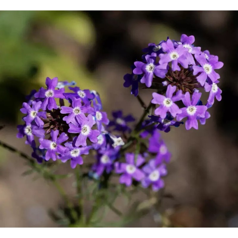Prairie Verbena seeds (Glandularia bipinnatifida) -50 seeds-