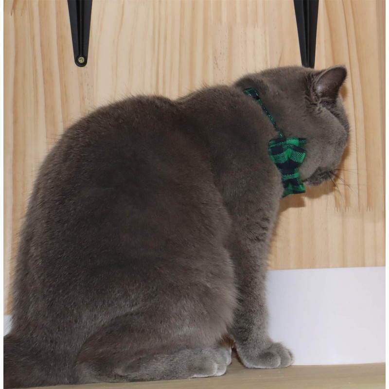 WDPAWS Cat Collar with Bell, Cat Collar, Cat Collar, Dog