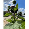 50 Chocolate Cherry Sunflower seeds Breathtakingly Beautiful Heirloom