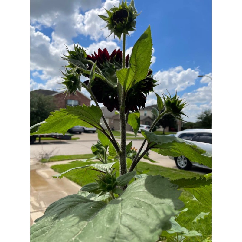 50 Chocolate Cherry Sunflower seeds Breathtakingly Beautiful Heirloom
