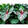 Constellation Caladium Bulbs for Planting - Perennial Hosta, Elephant Ears, Fancy (6 Bulbs)