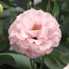 Eden Brothers Lisianthus Seeds - Corelli Peach