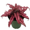 Fire Mystic Earth Star Plant - Cryptanthus - Easy -