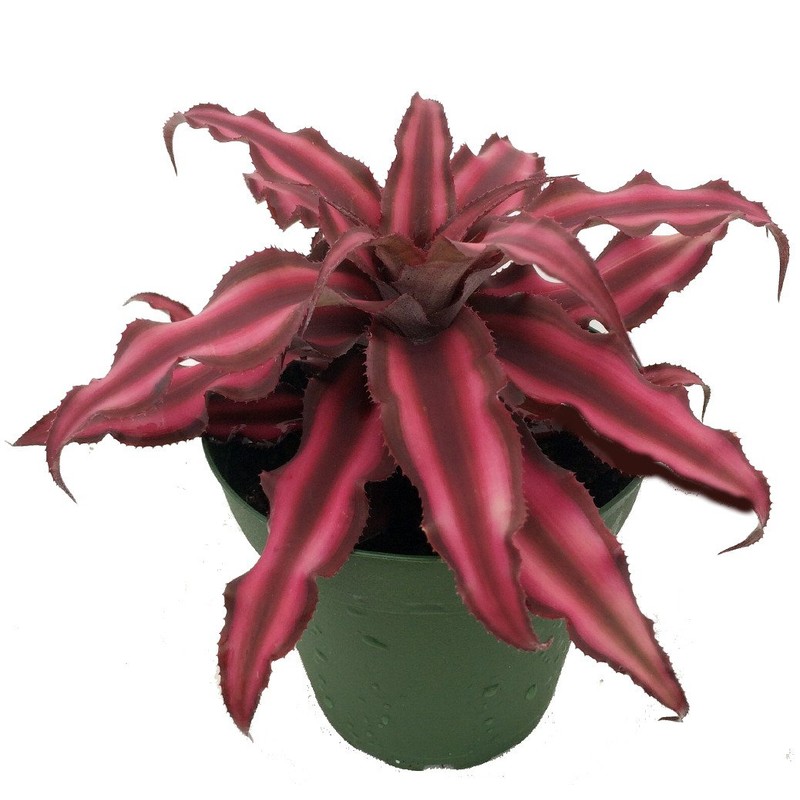 Fire Mystic Earth Star Plant - Cryptanthus - Easy -