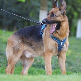 Dog Harness for Large Dogs, Harness with Handle, Luhuanx No Pull Adjustable Reflective Military Dog Vest Harness for Labrador Retriever, Husky, German Shepherd Blue, X-Large