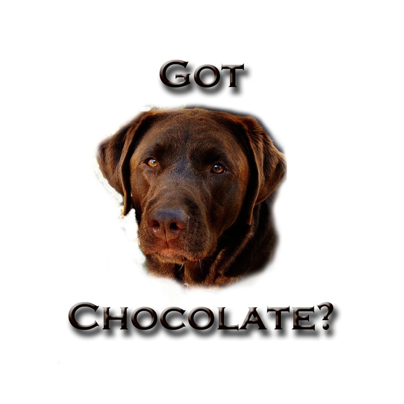 CafePress Got Chocolate Oval Car Bumper Sticker