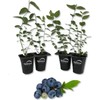 Wekiva Foliage Blueberry Variety Pack - 4 Live Starter Plants